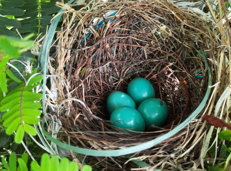 Bird nest at Abellon WTE Plant